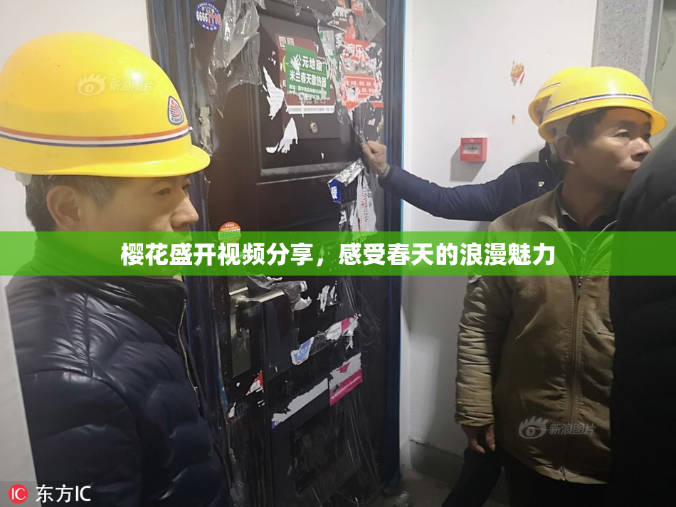 樱花盛开视频分享，感受春天的浪漫魅力