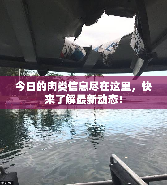 今日的肉类信息尽在这里，快来了解最新动态！