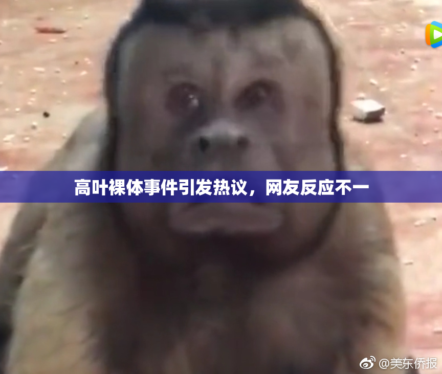 高叶裸体事件引发热议，网友反应不一