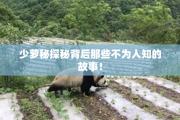 少萝秘探秘背后那些不为人知的故事！