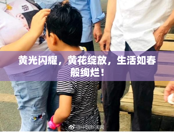 黄光闪耀，黄花绽放，生活如春般绚烂！