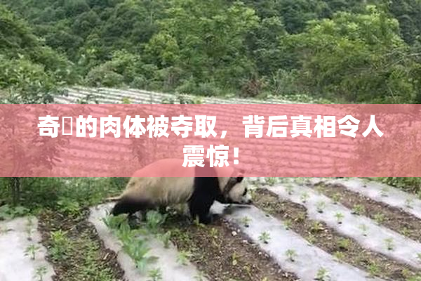 奇犽的肉体被夺取，背后真相令人震惊！