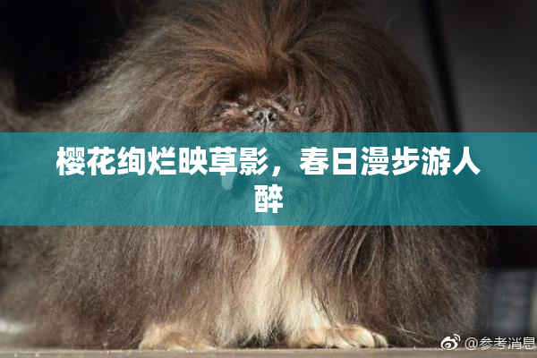 樱花绚烂映草影，春日漫步游人醉