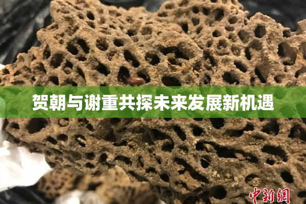 贺朝与谢重共探未来发展新机遇