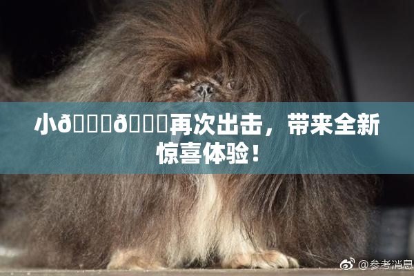 小🐔🐔再次出击，带来全新惊喜体验！