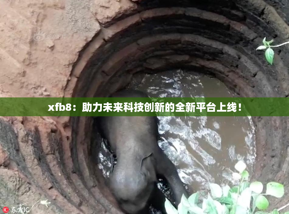 xfb8：助力未来科技创新的全新平台上线！