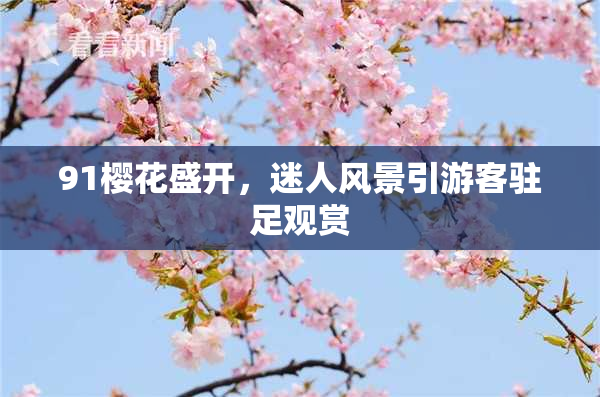91樱花盛开，迷人风景引游客驻足观赏