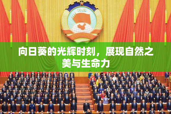 向日葵的光辉时刻，展现自然之美与生命力