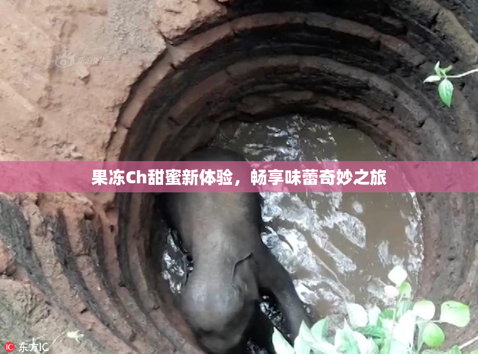 果冻Ch甜蜜新体验，畅享味蕾奇妙之旅