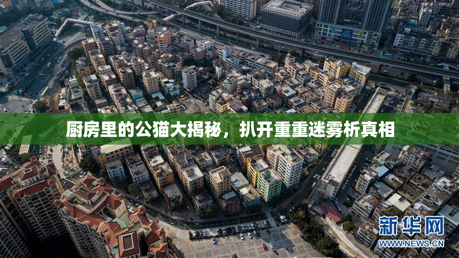厨房里的公猫大揭秘，扒开重重迷雾析真相