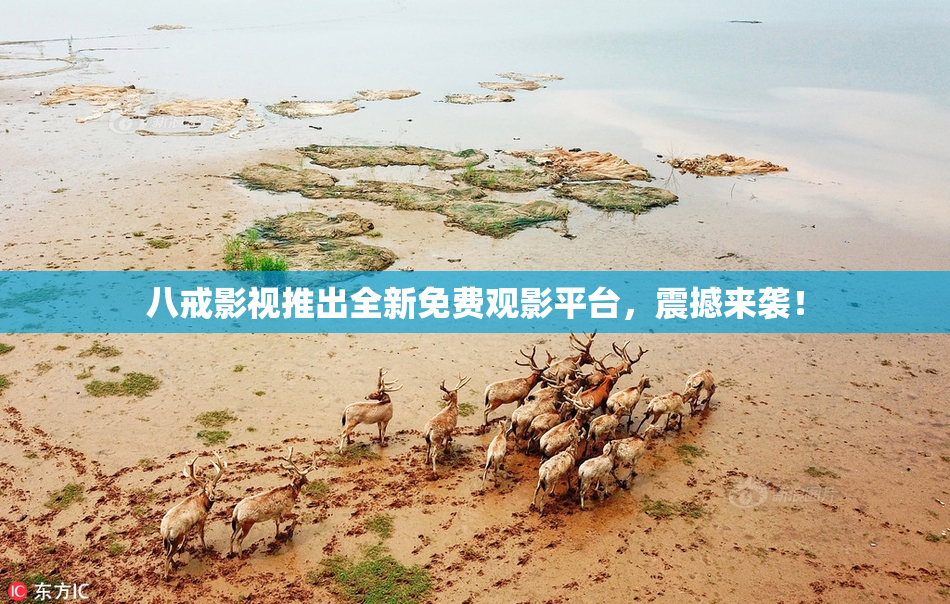 八戒影视推出全新免费观影平台，震撼来袭！