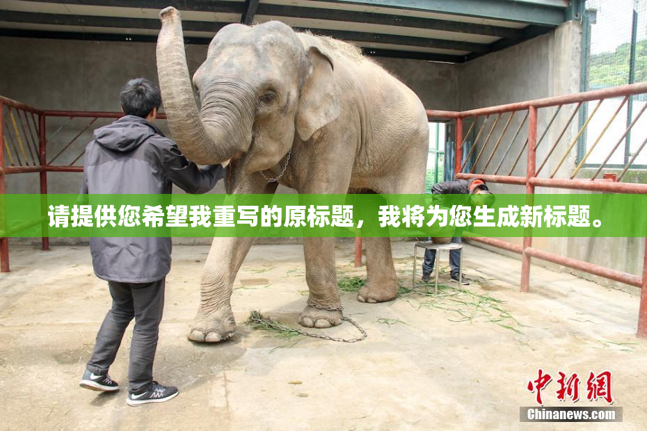 请提供您希望我重写的原标题，我将为您生成新标题。