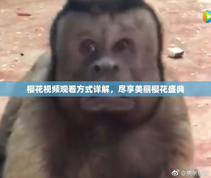樱花视频观看方式详解，尽享美丽樱花盛典