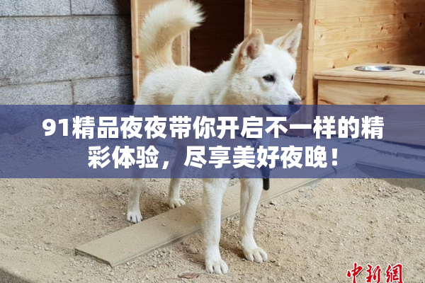 91精品夜夜带你开启不一样的精彩体验，尽享美好夜晚！