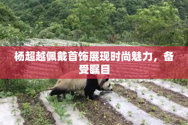 杨超越佩戴首饰展现时尚魅力，备受瞩目