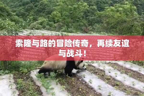 索隆与路的冒险传奇，再续友谊与战斗！