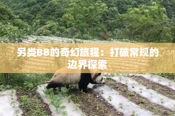 另类BB的奇幻旅程：打破常规的边界探索