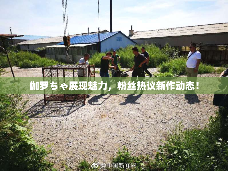 伽罗ちゃ展现魅力，粉丝热议新作动态！