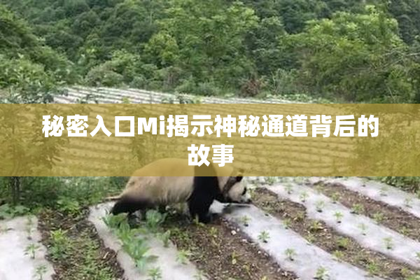 秘密入口Mi揭示神秘通道背后的故事