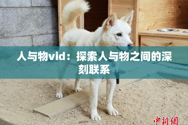 人与物vid：探索人与物之间的深刻联系