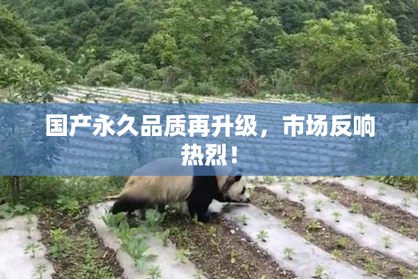 国产永久品质再升级，市场反响热烈！