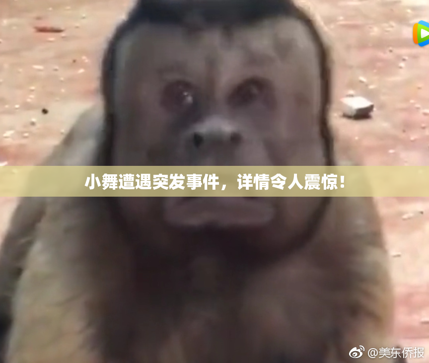 小舞遭遇突发事件，详情令人震惊！