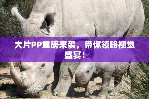 大片PP重磅来袭，带你领略视觉盛宴！