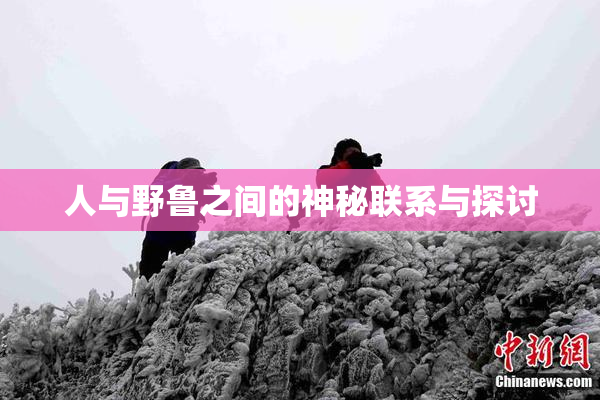 人与野鲁之间的神秘联系与探讨