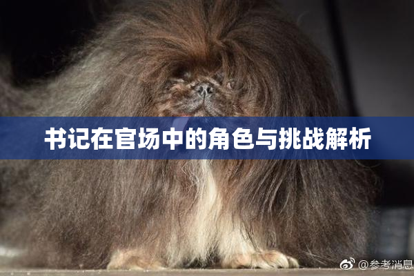 书记在官场中的角色与挑战解析