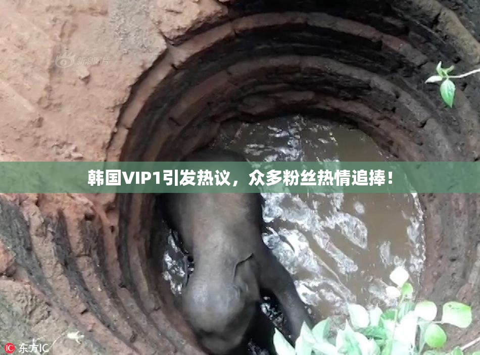 韩国VIP1引发热议，众多粉丝热情追捧！