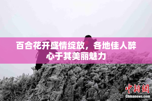 百合花开盛情绽放，各地佳人醉心于其美丽魅力