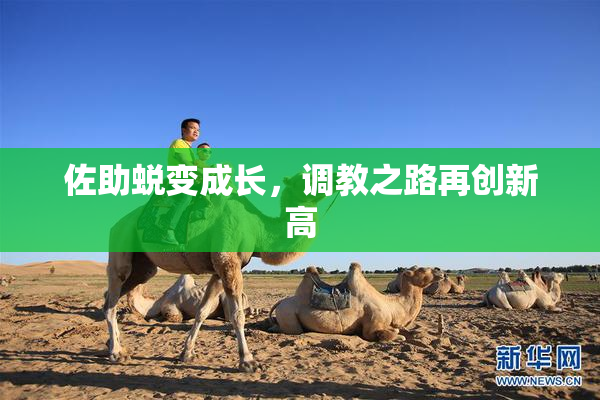 佐助蜕变成长，调教之路再创新高