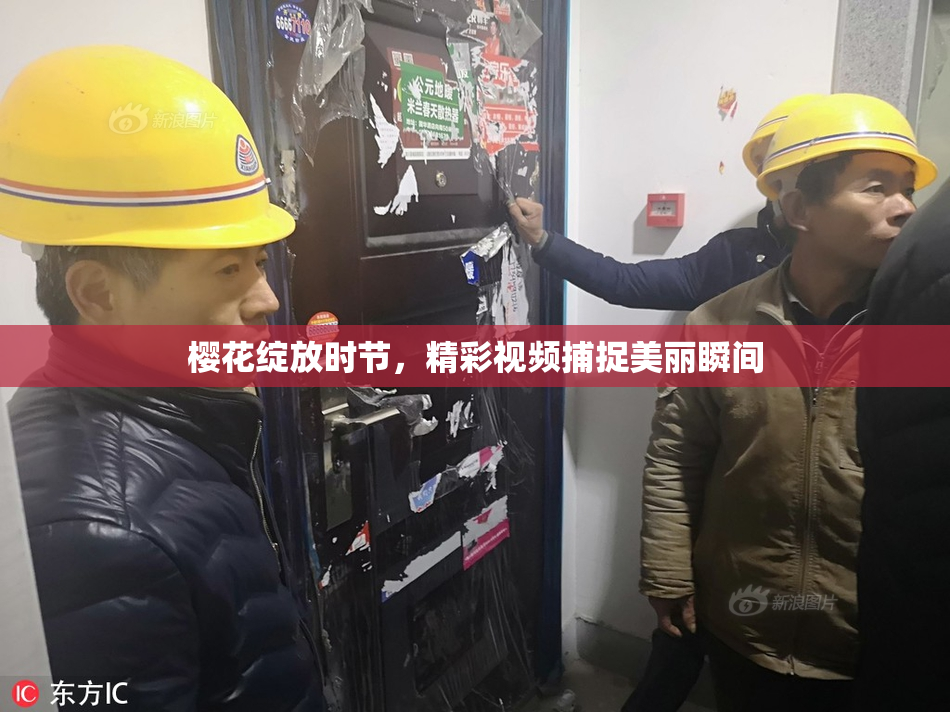 樱花绽放时节，精彩视频捕捉美丽瞬间