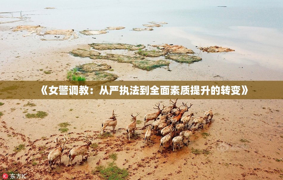 《女警调教：从严执法到全面素质提升的转变》