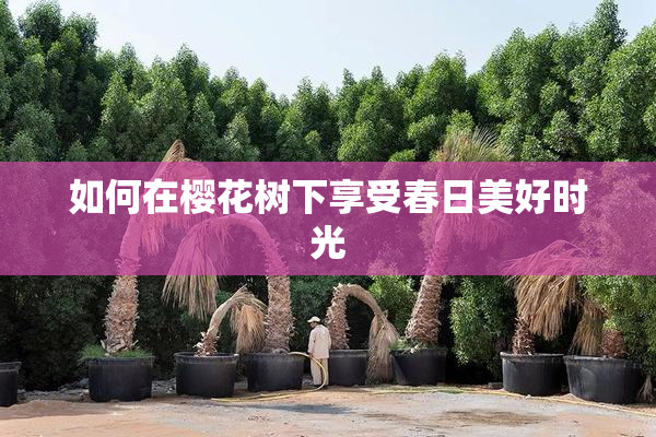 如何在樱花树下享受春日美好时光