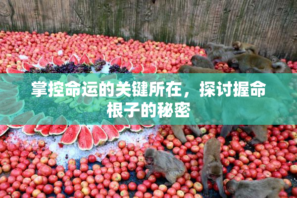 掌控命运的关键所在，探讨握命根子的秘密