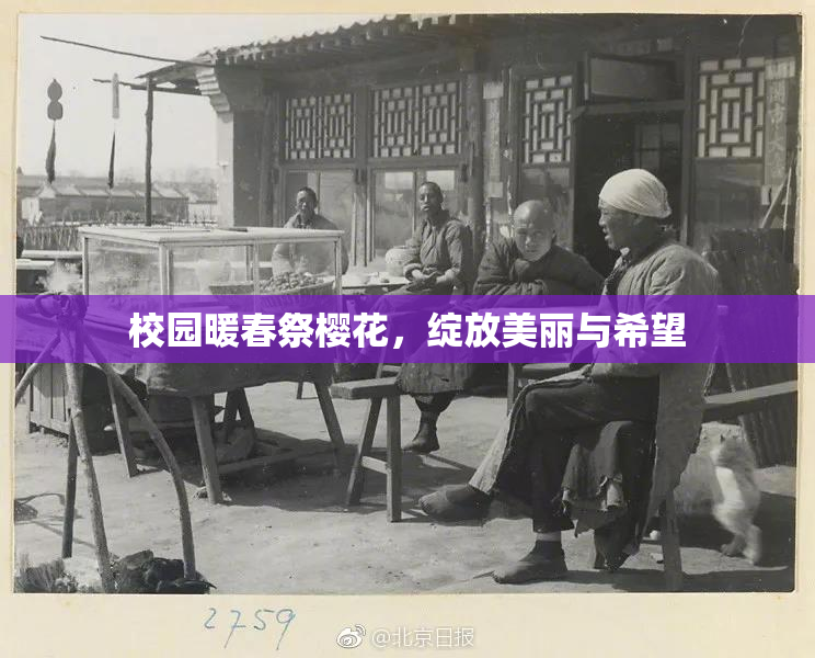 校园暖春祭樱花，绽放美丽与希望