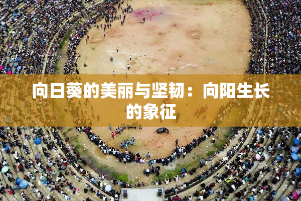 向日葵的美丽与坚韧：向阳生长的象征