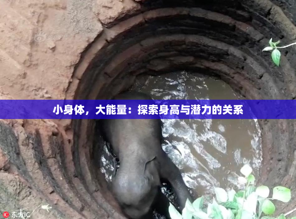 小身体，大能量：探索身高与潜力的关系