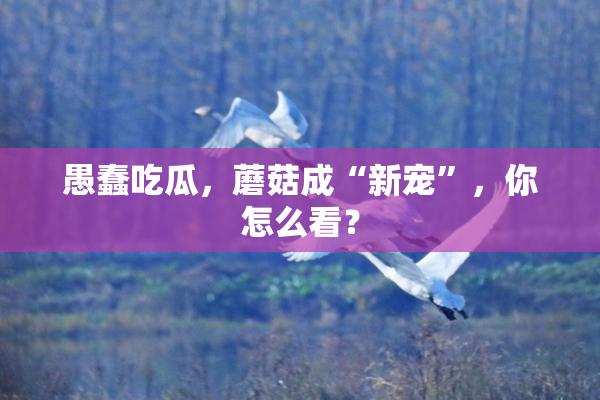 愚蠢吃瓜，蘑菇成“新宠”，你怎么看？