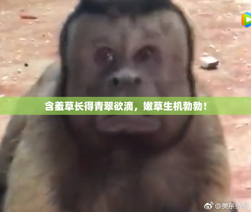含羞草长得青翠欲滴，嫩草生机勃勃！