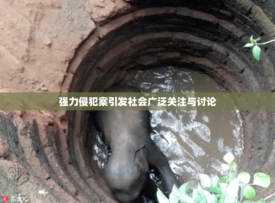 强力侵犯案引发社会广泛关注与讨论