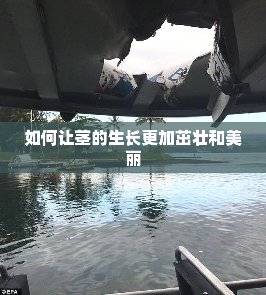 如何让茎的生长更加茁壮和美丽