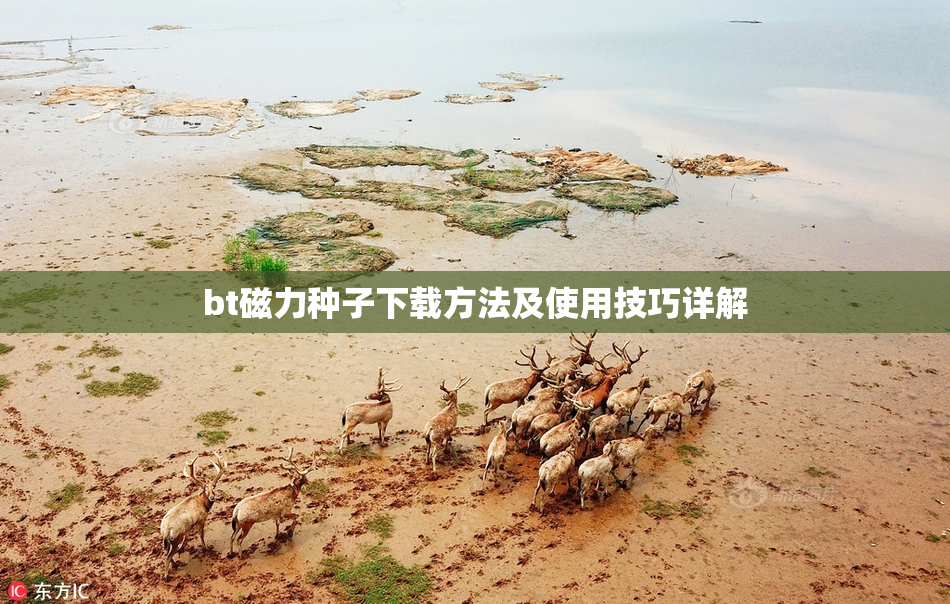 bt磁力种子下载方法及使用技巧详解