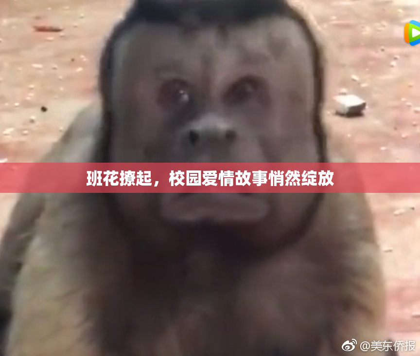 班花撩起，校园爱情故事悄然绽放