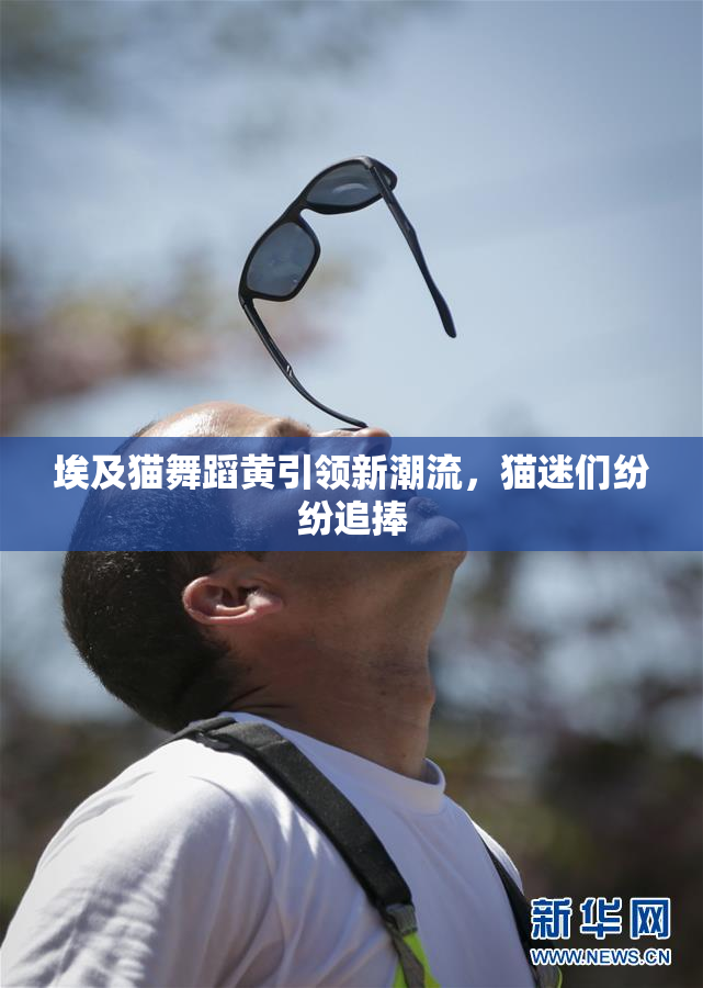 埃及猫舞蹈黄引领新潮流，猫迷们纷纷追捧