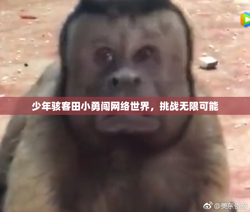 少年骇客田小勇闯网络世界，挑战无限可能