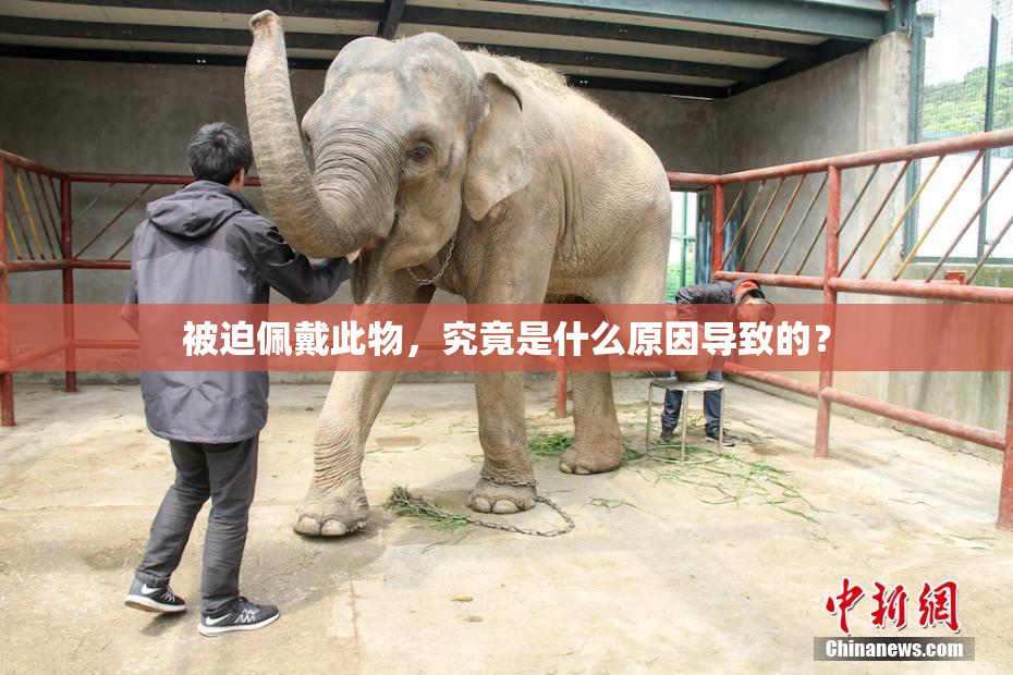 被迫佩戴此物，究竟是什么原因导致的？