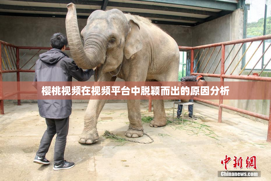 樱桃视频在视频平台中脱颖而出的原因分析