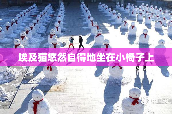 埃及猫悠然自得地坐在小椅子上